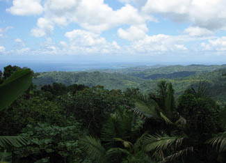 Protecting and Restoring Forests